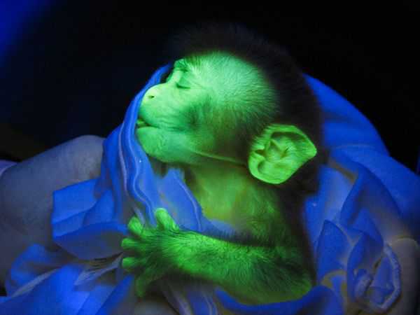 rhesus-monkey-glowing-animals_11831_600x450